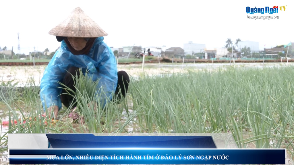 Video: Mưa lớn, nhiều diện tích hành tím ở đảo Lý Sơn ngập nước