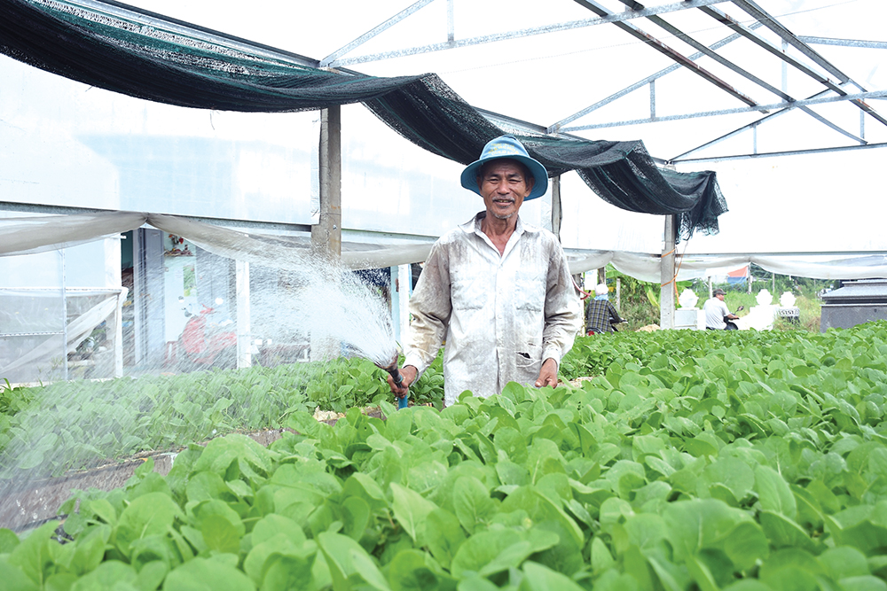 Thành phố Quảng Ngãi hỗ trợ chuỗi liên kết trong nông nghiệp