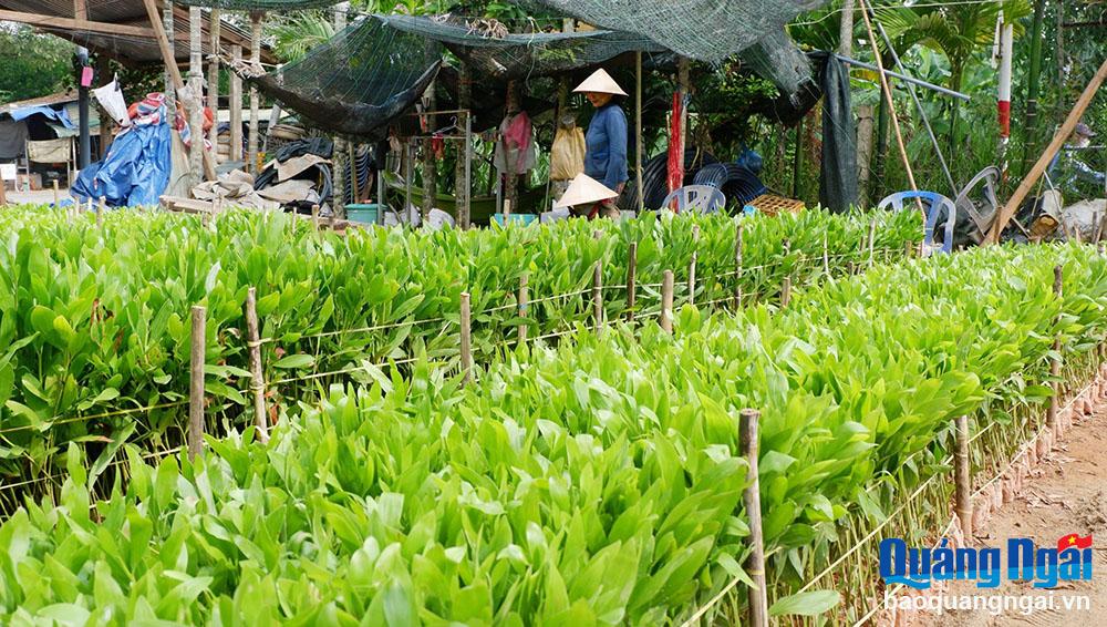 Chuẩn bị cây giống phục vụ trồng rừng sản xuất