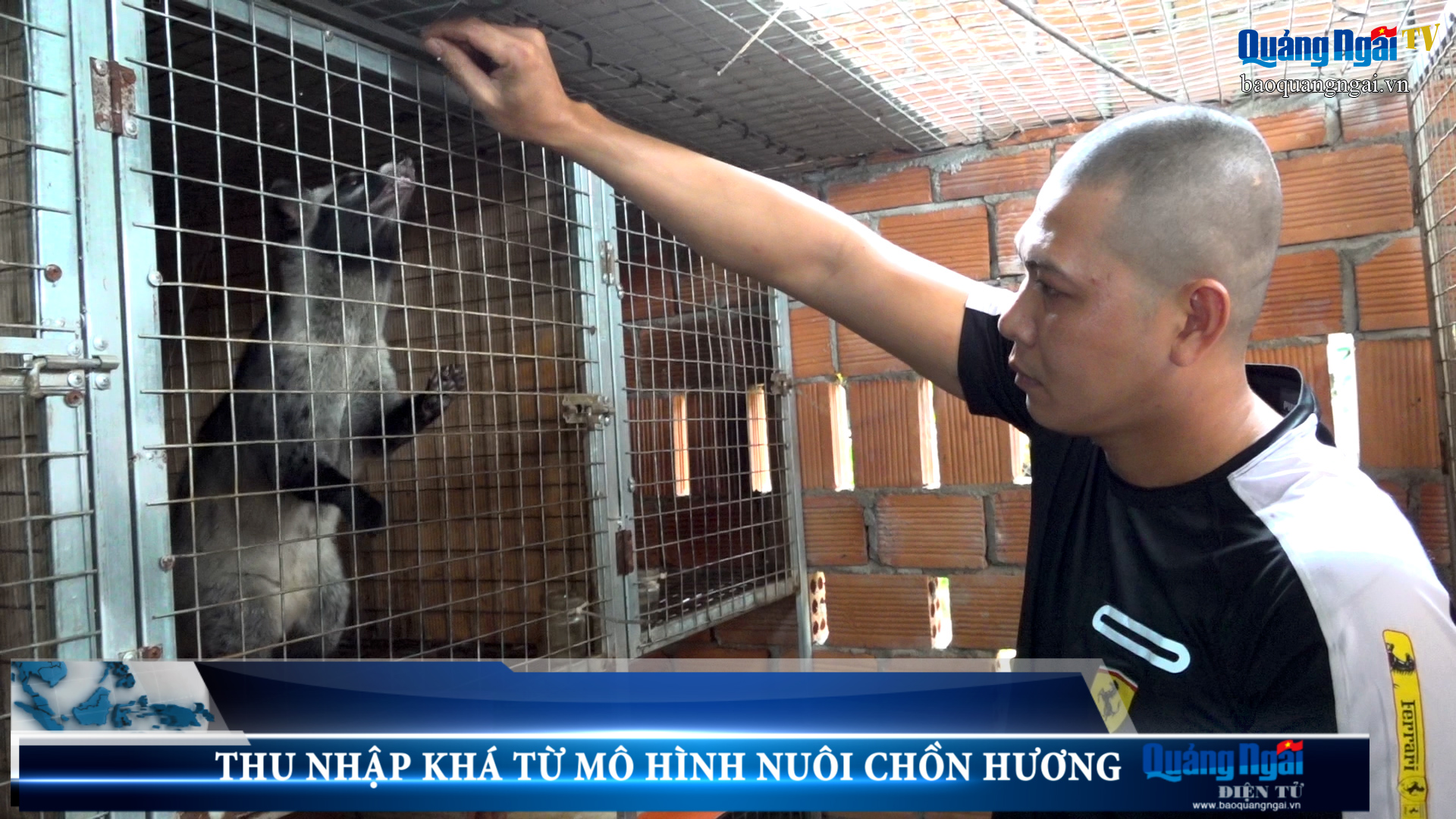 Video: Thu nhập khá từ mô hình nuôi chồn hương