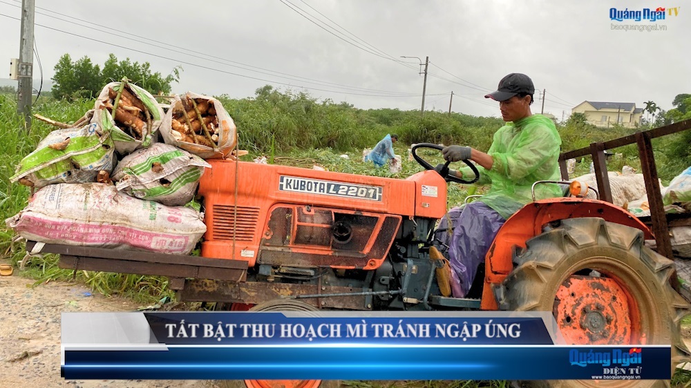 Video: Tất bật thu hoạch mì tránh ngập úng