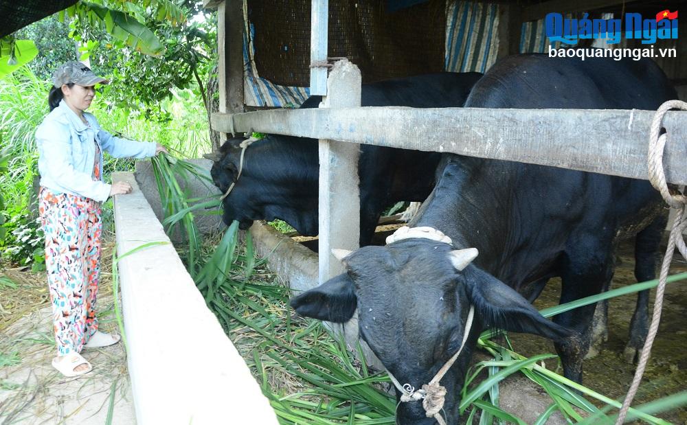 Vươn lên nhờ vốn tín dụng chính sách