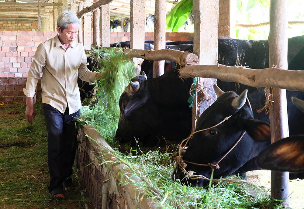 Màu xanh ở xứ đồng Quang Thượng