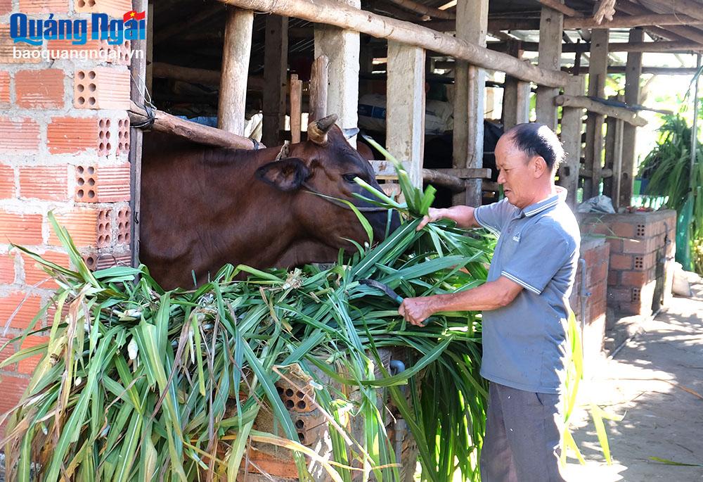 Ổn định cuộc sống nhờ phát triển chăn nuôi