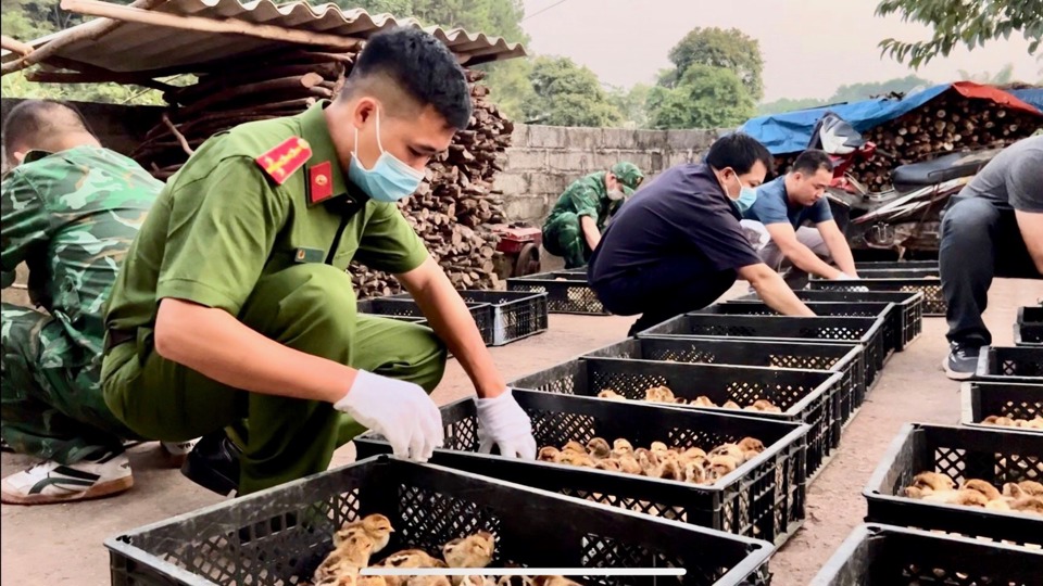 Tăng cường ngăn chặn tình trạng nhập lậu gia súc, gia cầm