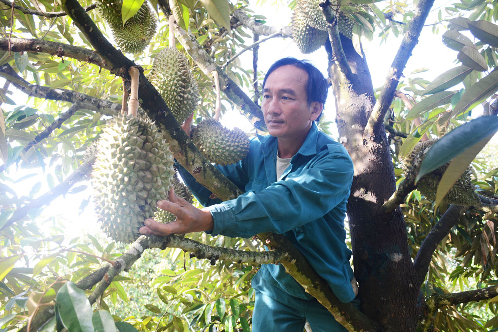 Tâm huyết với vườn cây ăn quả 