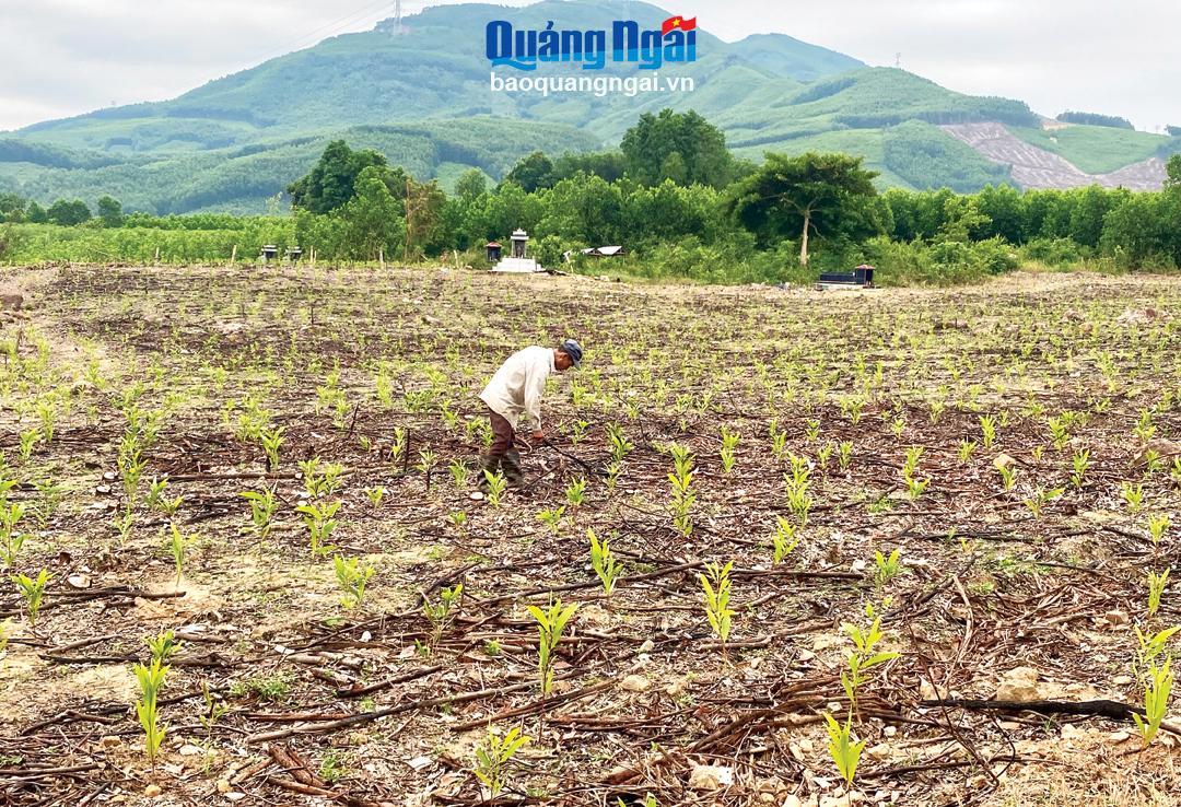 Vào mùa trồng rừng