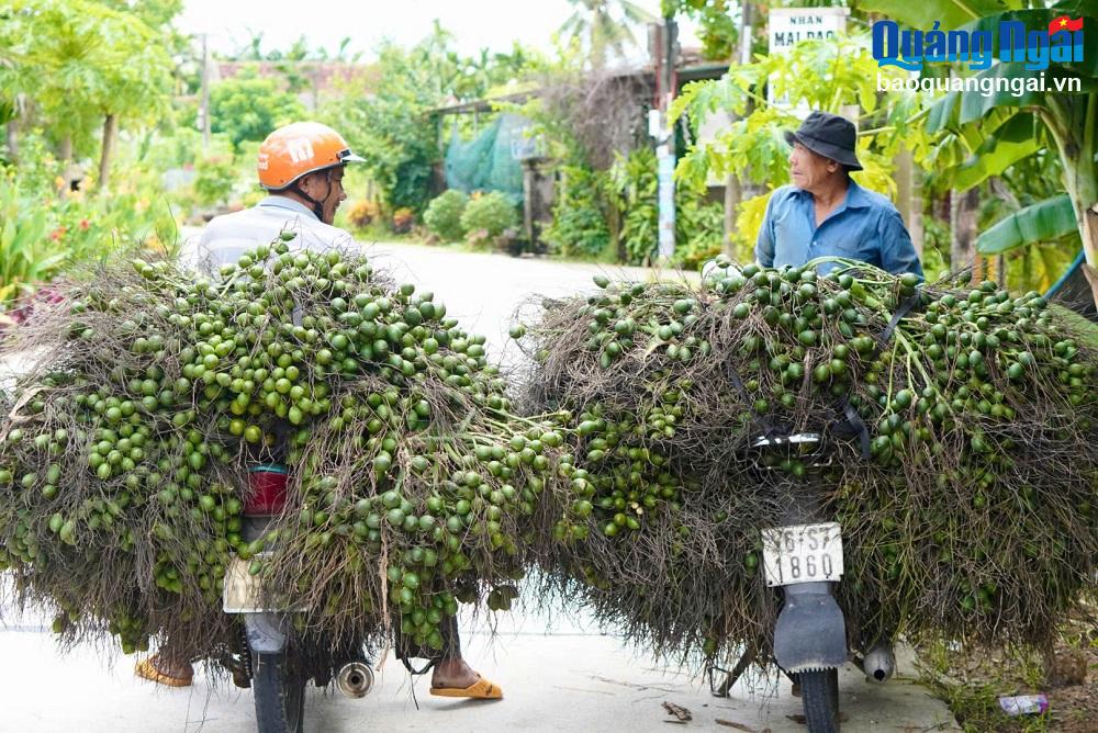 Giá cau tăng cao kỷ lục