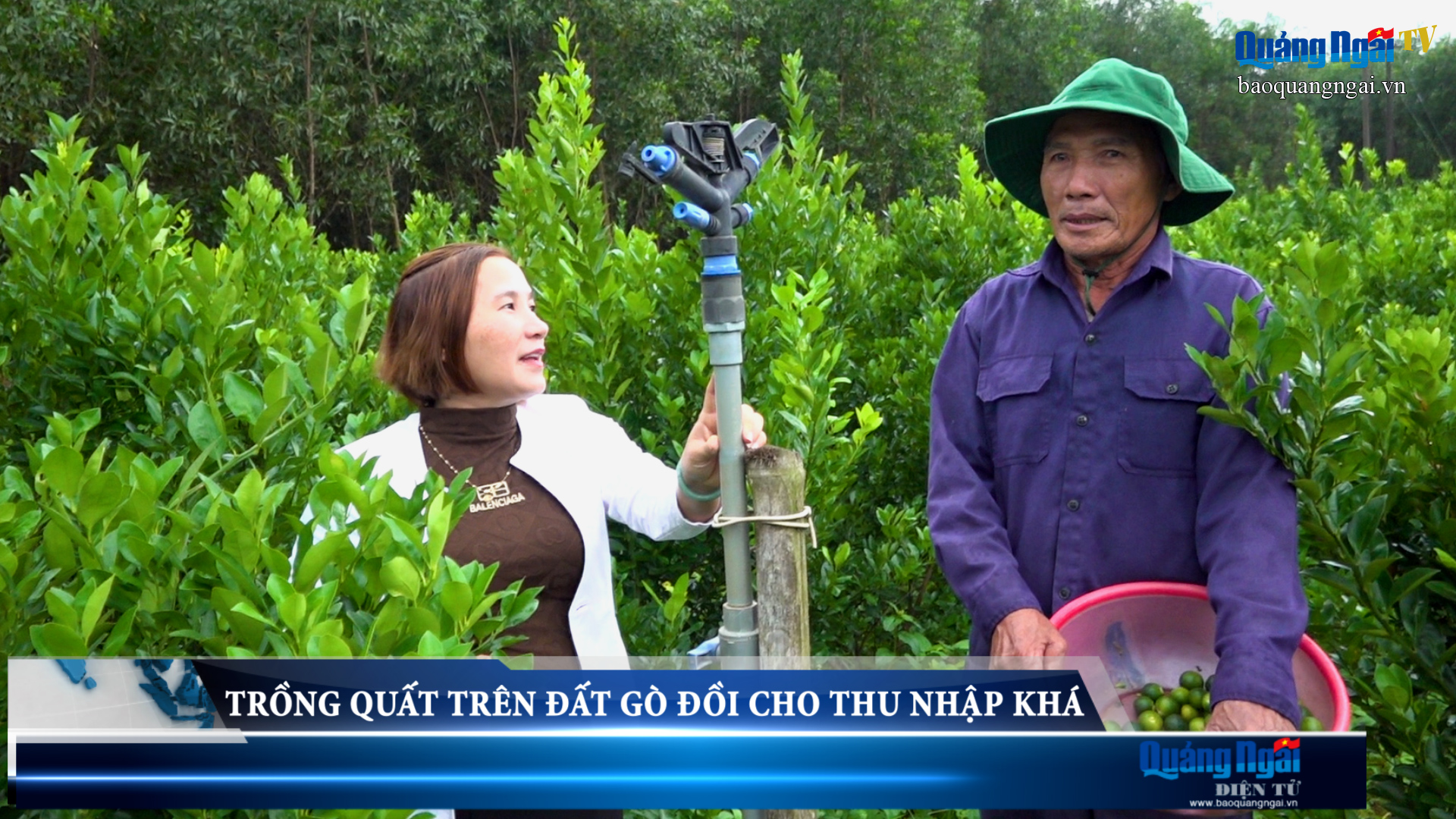 Video: Trồng quất trên đất gò đồi