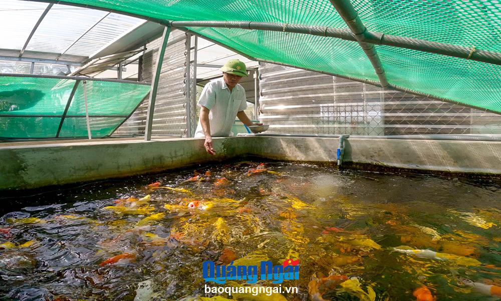 Trại cá Koi của một lão nông