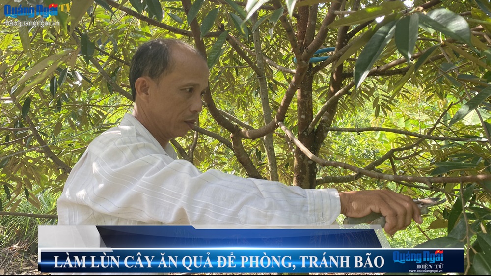 Video: Làm lùn cây ăn quả để phòng, tránh bão