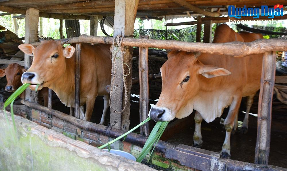 Video: Khơi dậy ý thức vươn lên thoát nghèo của người dân