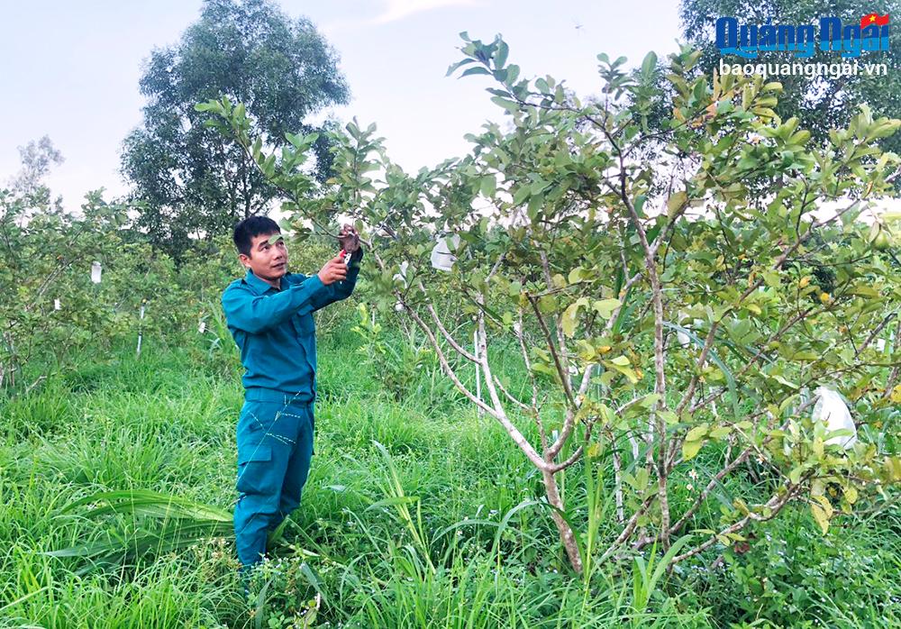 Thoát nghèo từ mô hình tổng hợp