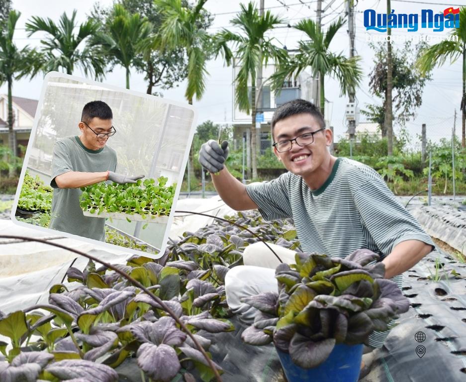 Trồng rau sạch ở đô thị