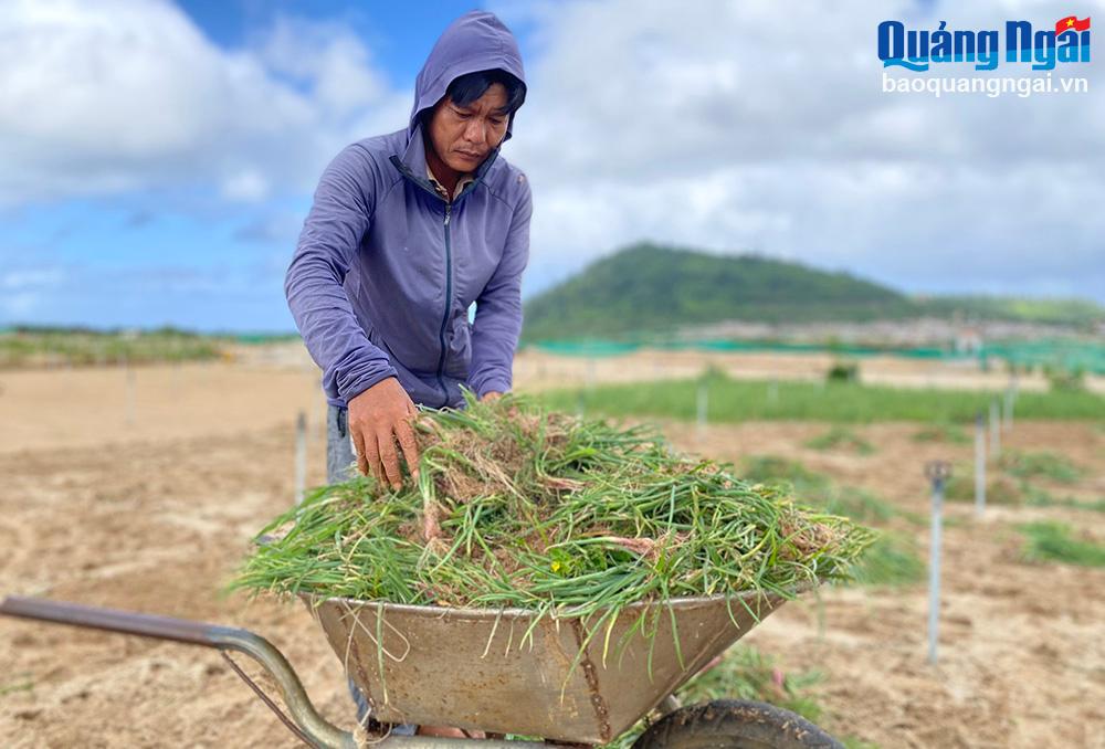 Ngậm ngùi nhổ bỏ ruộng hành tím