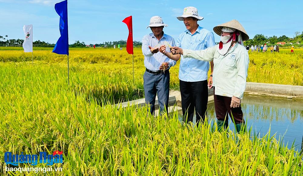 Nhân rộng mô hình quản lý dịch hại tổng hợp