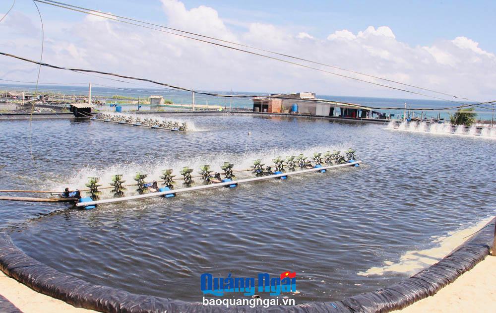 Nuôi thủy sản vụ đông:  Hiệu quả cao, rủi ro lớn