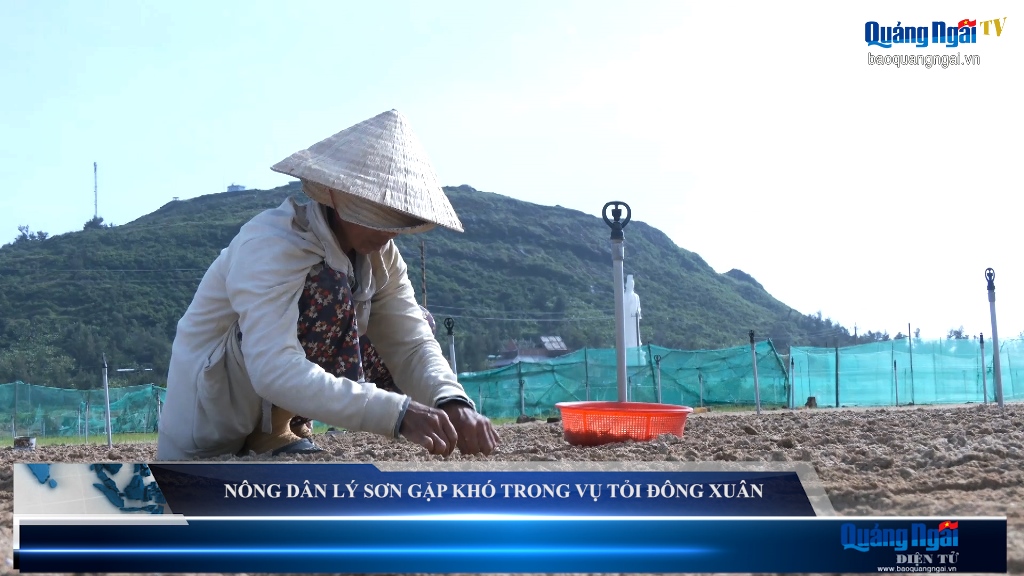 Video: Nông dân Lý Sơn gặp khó trong vụ tỏi đông xuân