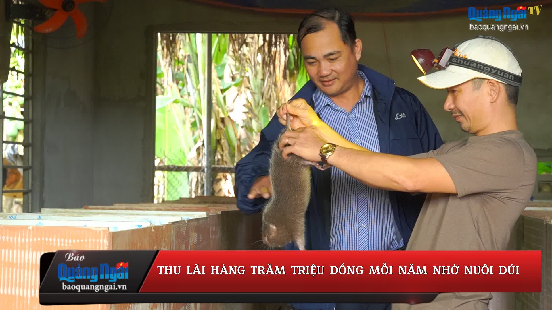 [Video].Thu nhập hàng trăm triệu đồng mỗi năm nhờ nuôi dúi