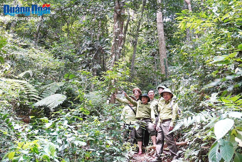 Bảo vệ rừng vùng giáp ranh