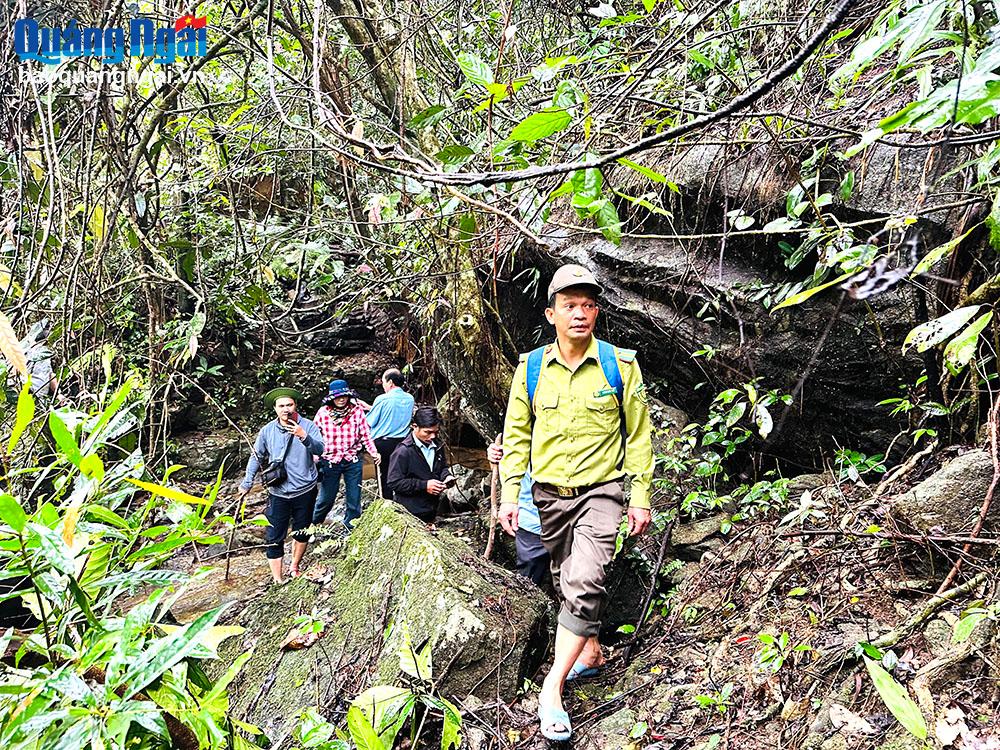 Chật vật thanh lý rừng trồng phòng hộ