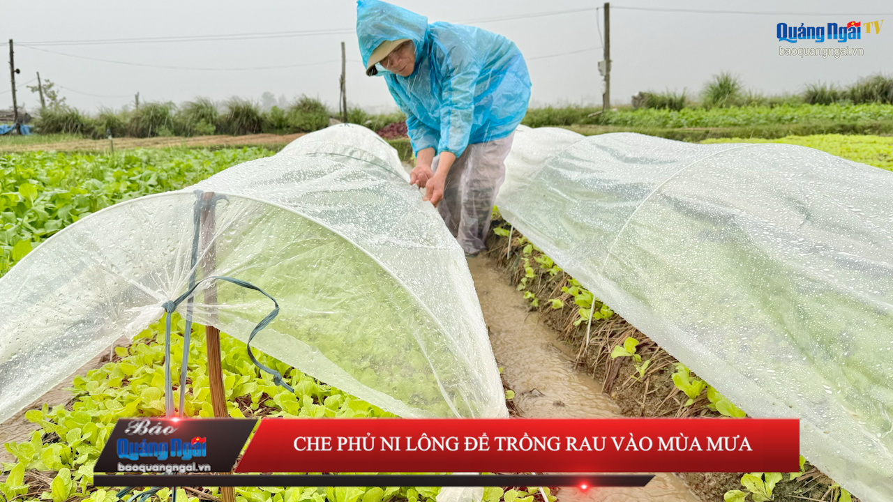 [Video]. Che phủ ni lông để trồng rau vào mùa mưa