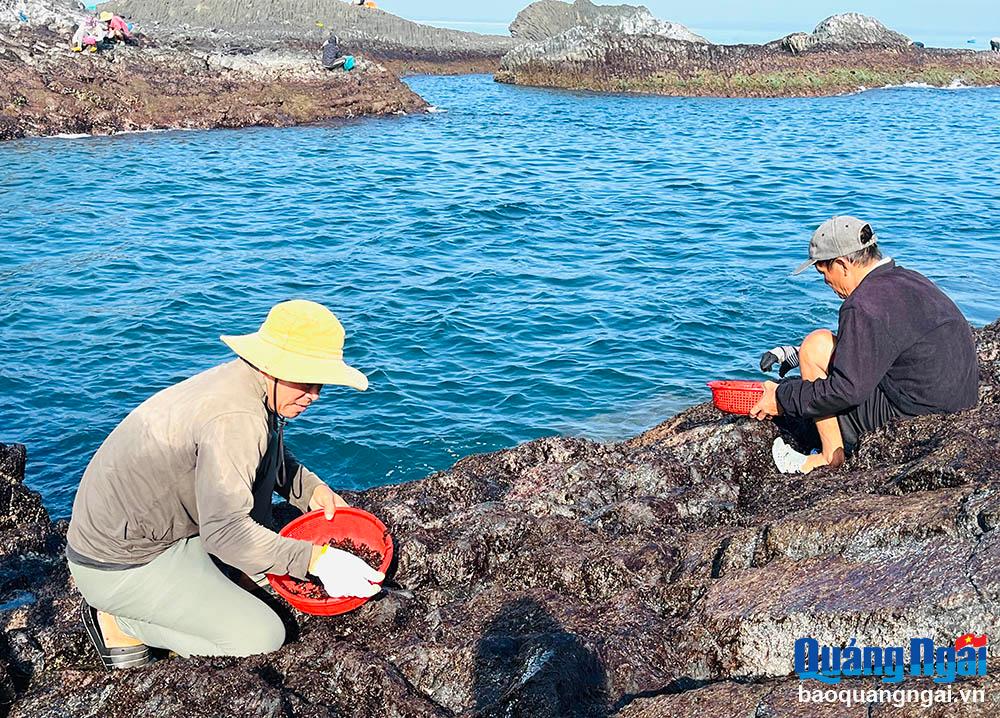 Rong mứt được mùa, được giá