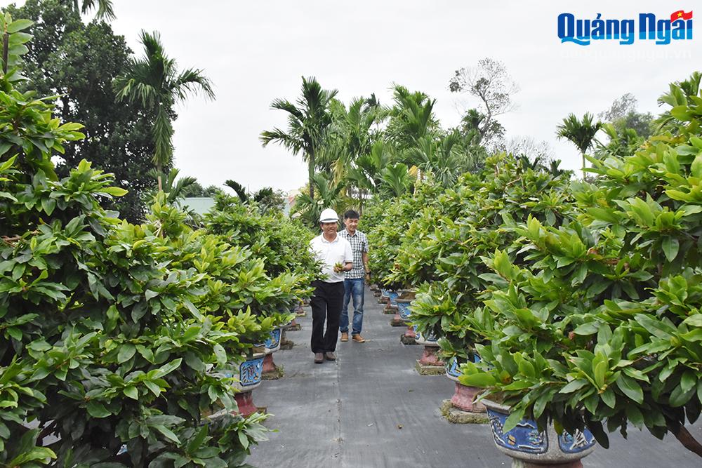 “Thủ phủ” mai vàng