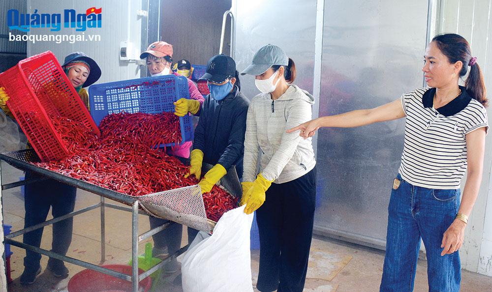 Đưa quả ớt chinh phục thị trường Đông Á