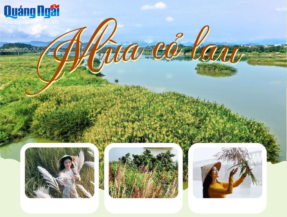 [Photos]. Mùa cỏ lau