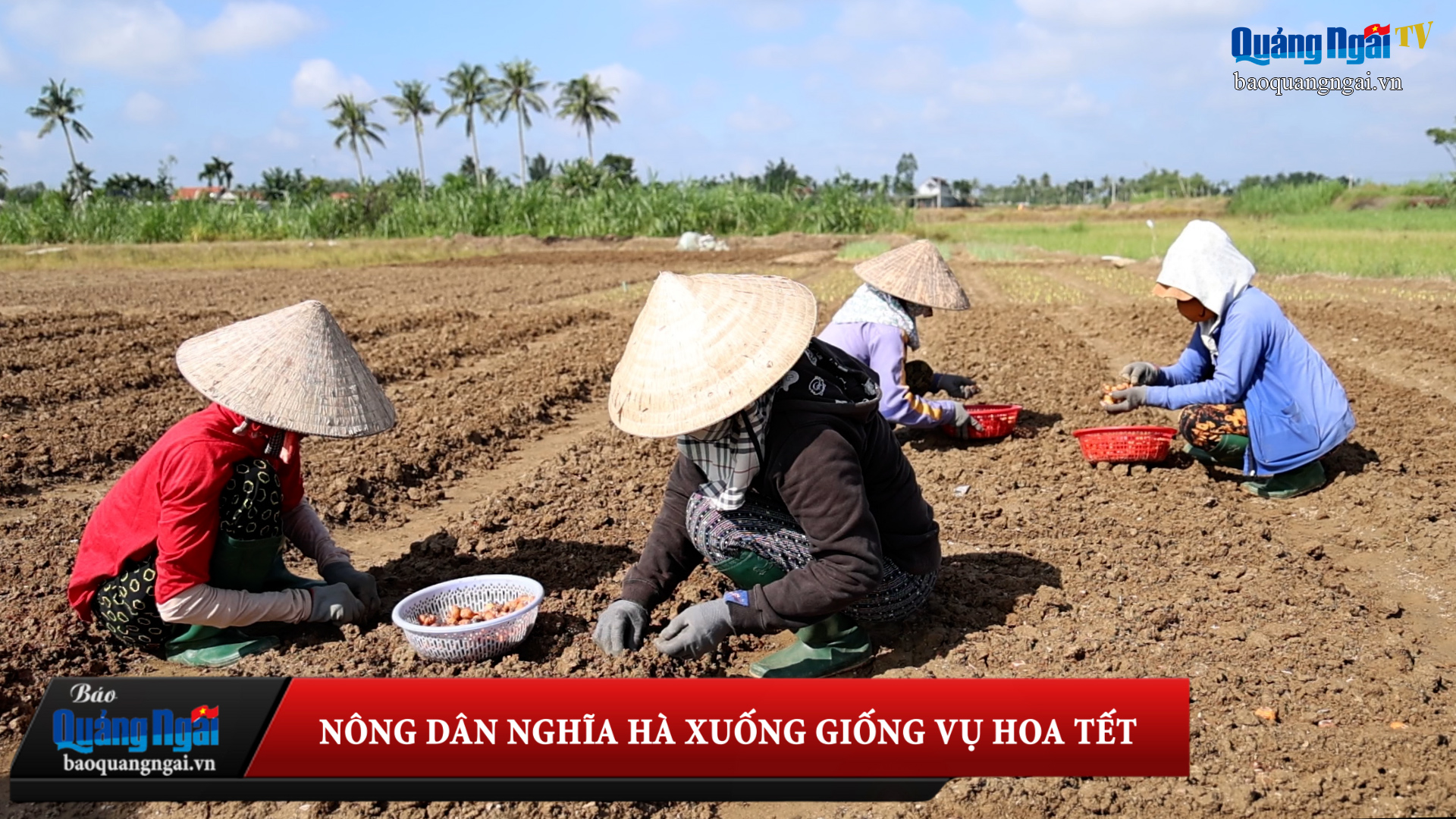 [Video]. Nông dân Nghĩa Hà xuống giống vụ hoa Tết