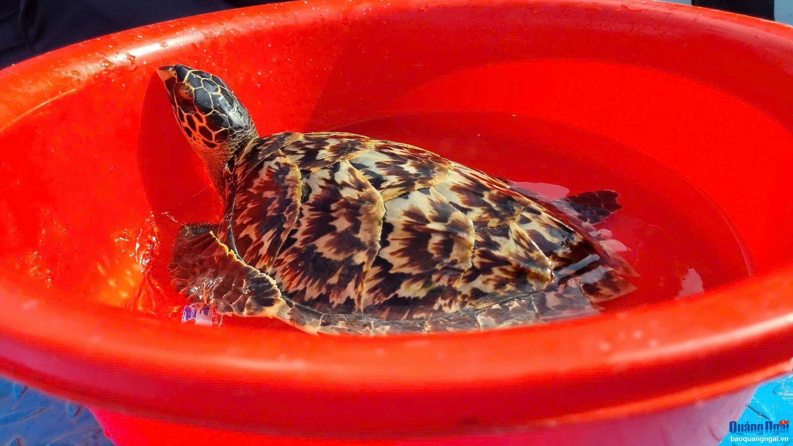 Lý Sơn thả cá thể đồi mồi về với tự nhiên