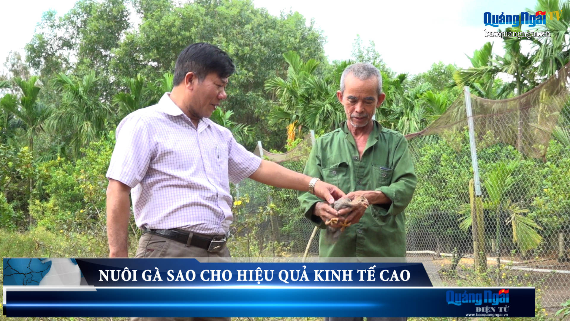 Video: Nuôi gà sao cho hiệu quả kinh tế cao