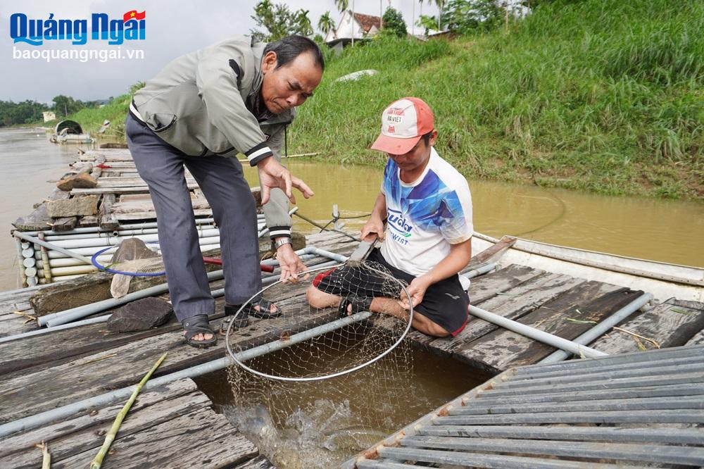 Phát triển kinh tế từ nghề nuôi cá lồng trên sông