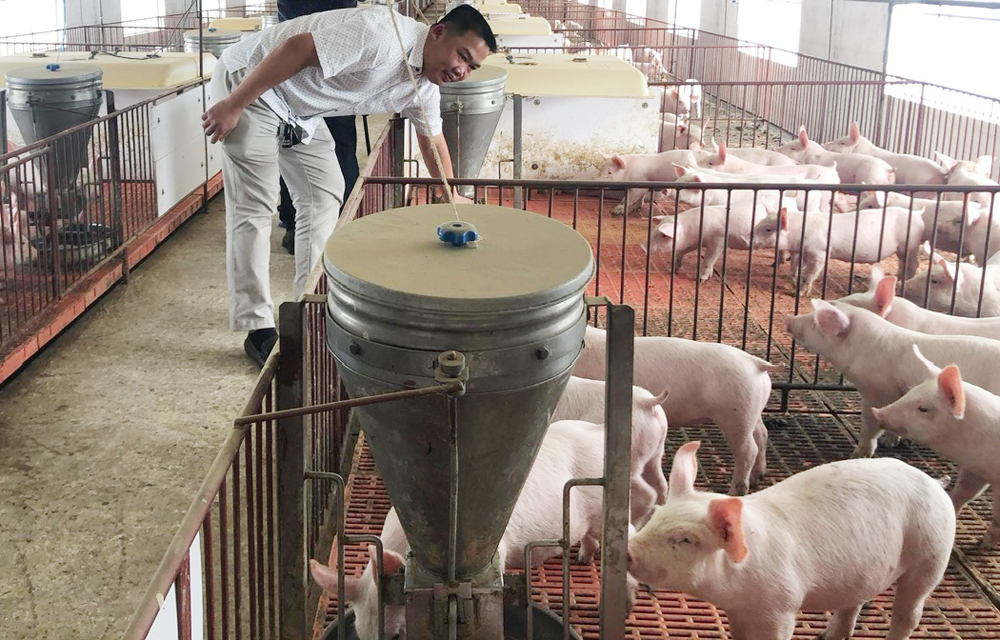 Tăng cường tuyên truyền phòng, chống dịch tả heo Châu Phi