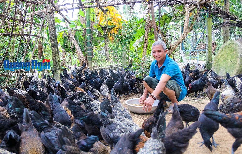 Triển vọng từ mô hình nuôi gà H'Mông 