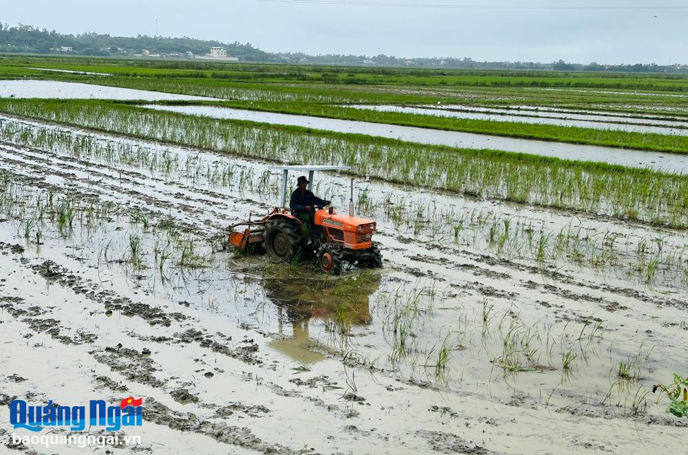 Vụ sản xuất đông xuân 2023 - 2024: Tuân thủ khuyến cáo của ngành nông nghiệp