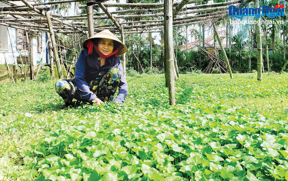 Mộ Đức: Triển khai nhiều mô hình khuyến nông