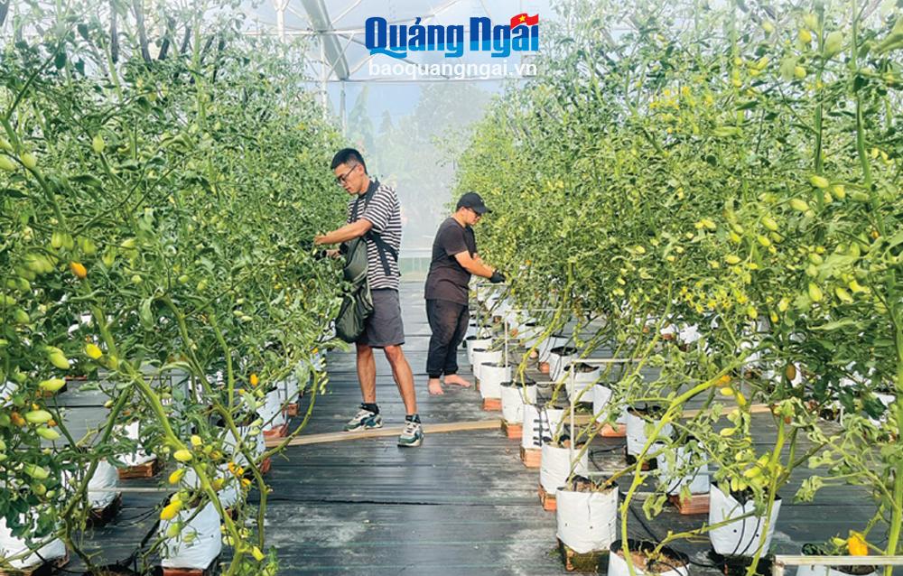 Hiệu quả sau tái cơ cấu