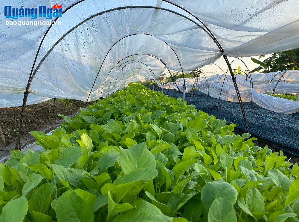 Thu nhập cao nhờ trồng rau trong nhà vòm