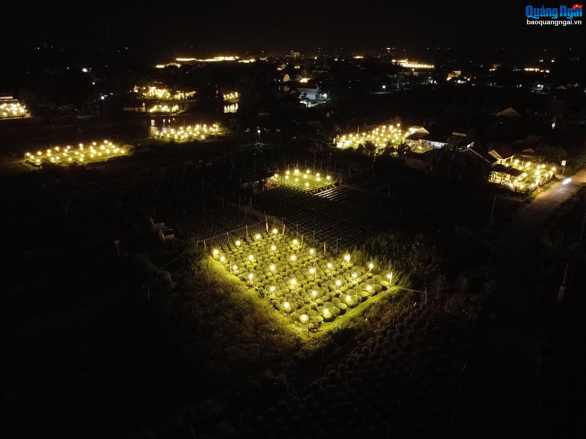 Làng hoa cúc Tết rực sáng về đêm