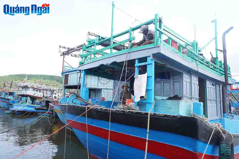 Khó khăn trong vụ cá Bắc