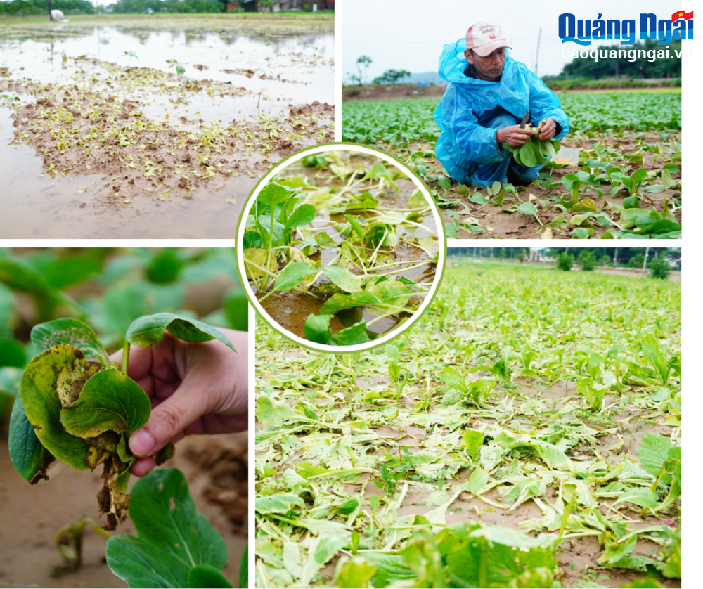 Hàng chục héc ta rau màu bị hư hại do mưa lớn kéo dài