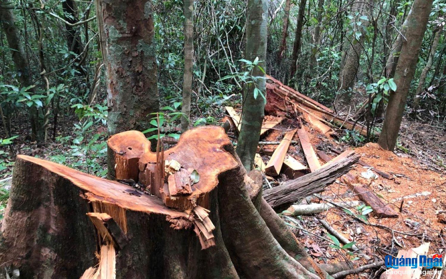 Nghiêm cấm lợi dụng chủ trương xóa nhà tạm, nhà dột nát để phá rừng