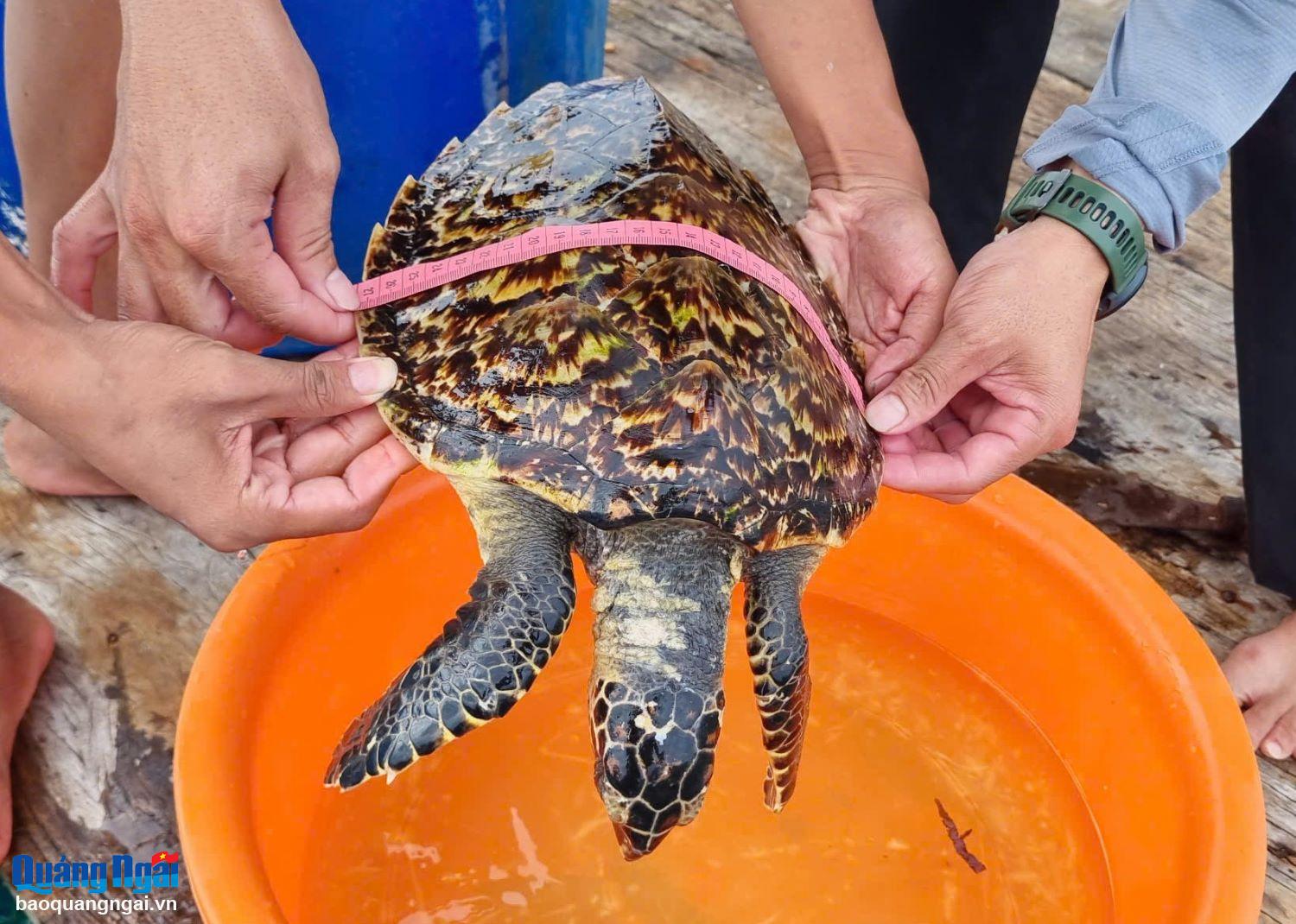 Giải thoát cho đồi mồi