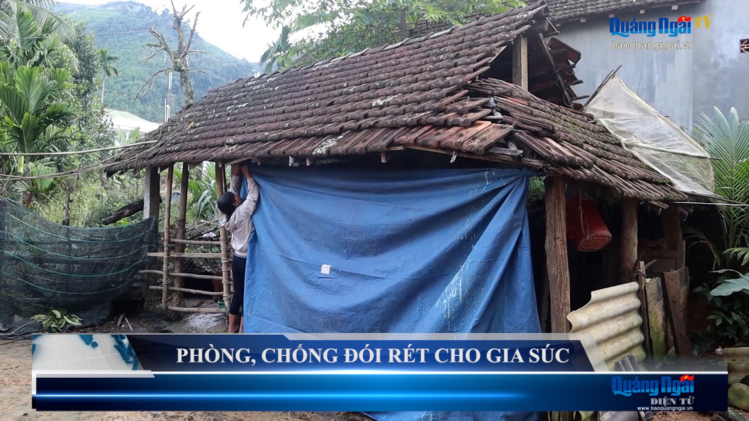 Video: Phòng, chống đói rét cho gia súc