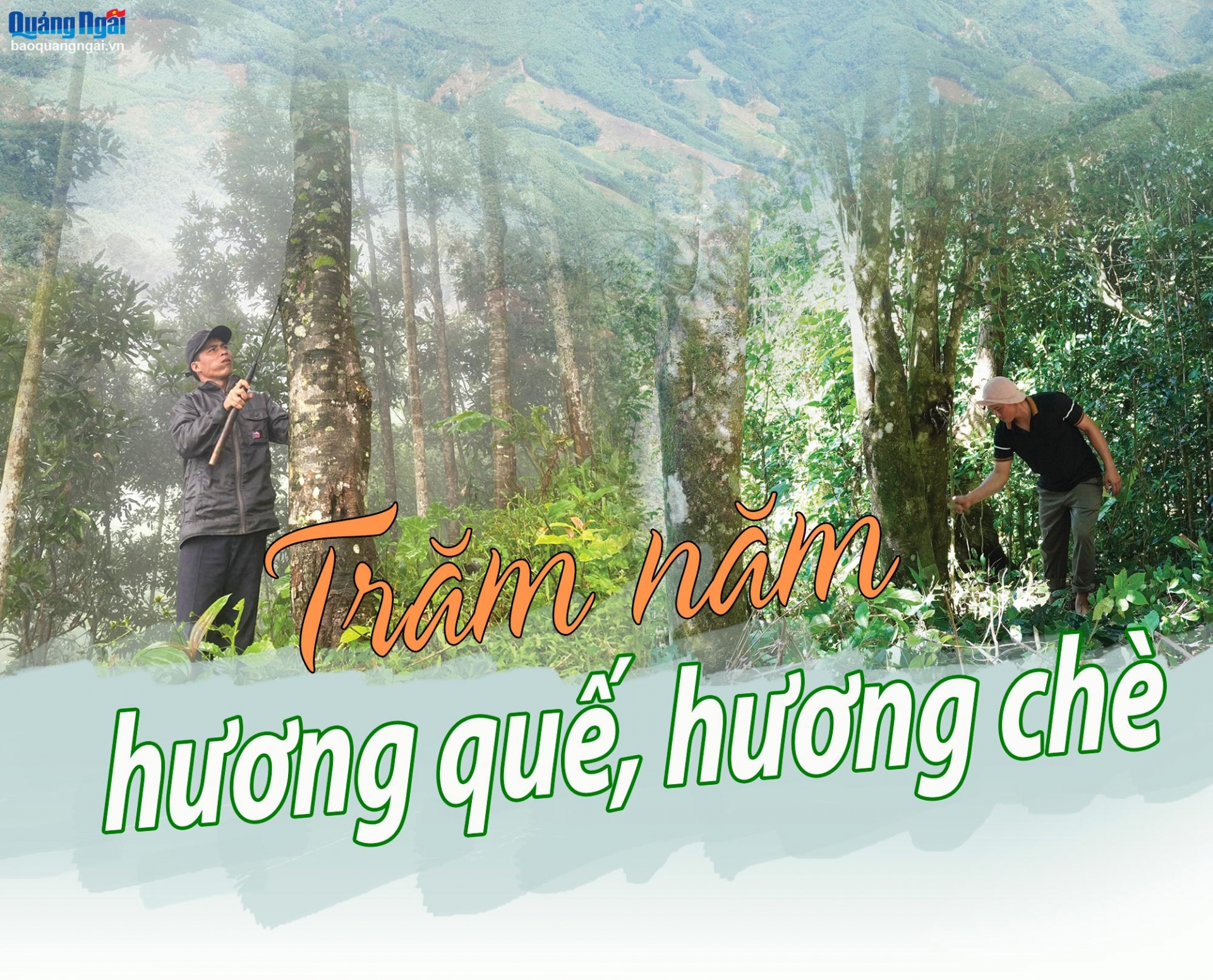Trăm năm hương quế, hương chè
