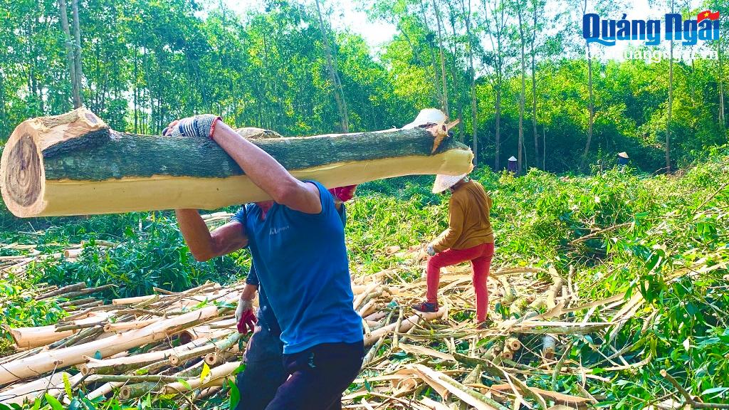 Nhọc nhằn nghề thu hoạch keo thuê