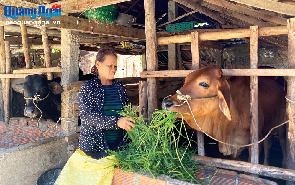 Sơn Tịnh: Hỗ trợ sinh kế để giảm nghèo bền vững