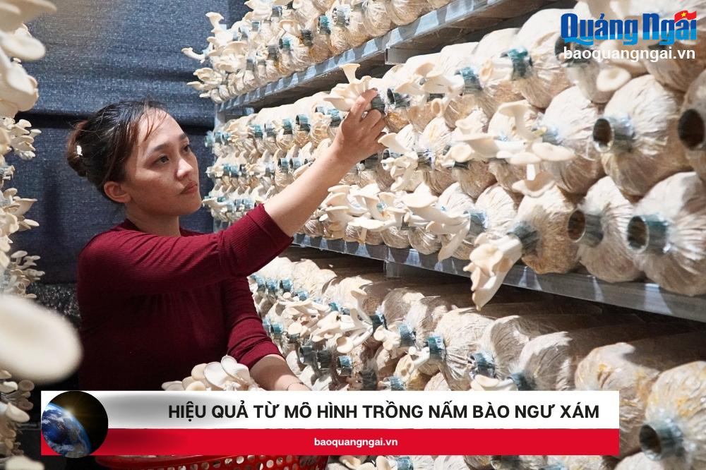 [Video]. Hiệu quả từ mô hình trồng nấm bào ngư xám
